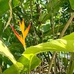 Heliconia psittacorum 花