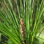 Pinus radiata Ліст