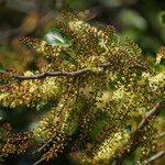 Haematoxylum campechianum ᱵᱟᱦᱟ