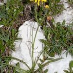 Crepis jacquinii Tervik taim