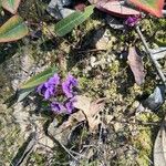 Hardenbergia comptoniana Kwiat