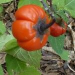 Solanum aethiopicum Плод