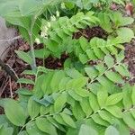 Polygonatum multiflorum Агульны выгляд