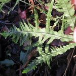 Pteris cretica Blatt