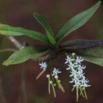 Cyrtorchis ringens Habit