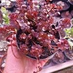 Sedum spurium Blad