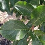 Crataegus crus-galli Blatt