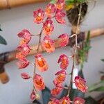Rodriguezia lanceolata Flower