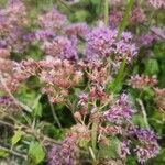 Vernonia brachycalyx Blomma