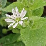 Stellaria aquatica 花