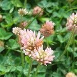 Trifolium fragiferum Çiçek