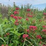 Valeriana rubraFlower