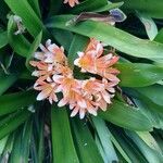 Clivia × cyrtanthifloraÇiçek