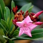 Nerium oleander Kukka