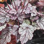 Heuchera americana 葉