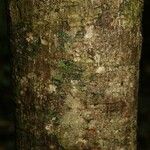 Pradosia ptychandra Bark