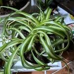 Chlorophytum comosum Leaf