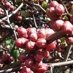 Chaenomeles × superba Flower