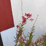Epidendrum ibaguense Alkat (teljes növény)