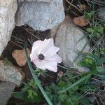 Anemone coronaria Fiore