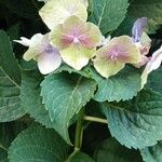 Hydrangea macrophyllaFleur