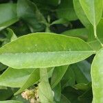 Citrus sinensis Leaf