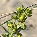 Euphorbia paralias Flower