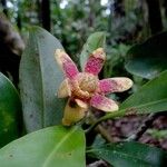 Zygogynum bicolor Flor