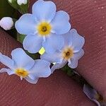 Myosotis scorpioidesKvet