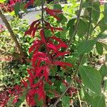 Erythrina herbacea Leaf