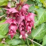 Leycesteria formosaΛουλούδι