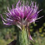 Cirsium acaulon फूल