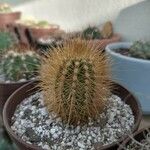 Pilosocereus chrysostele Corteza