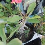 Euphorbia milii Õis