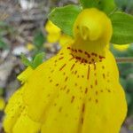 Calceolaria crenatiflora Kukka