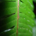 Pteris catoptera برگ