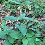 Symphytum tuberosum Hábito