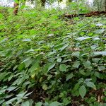 Amaranthus graecizans पत्ता
