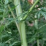 Artemisia annua Rinde