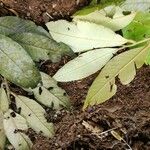 Parinari parvifolia Лист