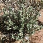 Teucrium dunense Hoja