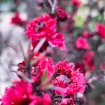 Leptospermum scopariumFlower