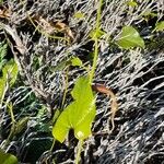 Aristolochia altissima Leaf