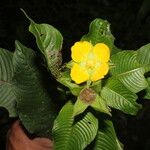 Ludwigia foliobracteolata Flower