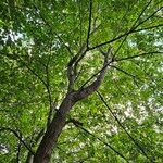 Ulmus glabra Habit