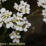 Crambe scaberrima Flower