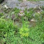 Cleome spinosaപുഷ്പം