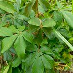 Vitex ferruginea Hostoa