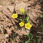 Ranunculus hybridus 花