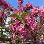 Weigela floridaFlor